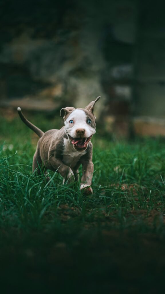 Is a Running Pitbull Which Is Healthy? Fitness Tips for Your Dog