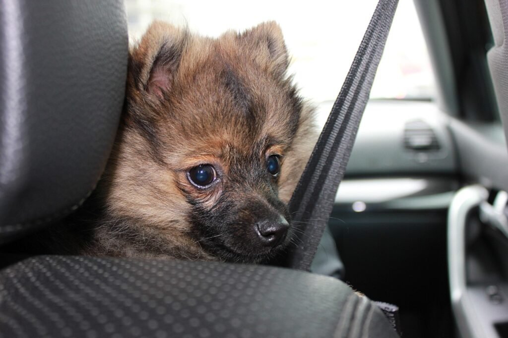 5 Best Dog Belt Solutions for Active Pet Parents